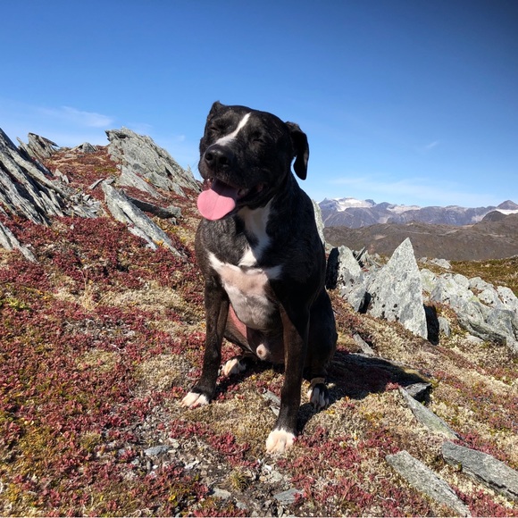 Meet your Posher, Talia - Picture 4 of 5